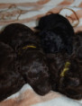 /album/pups-2026/pupsmereltoni-jpg/