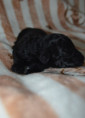 /album/pups-2026/pupmereltoni55-jpg/