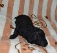 /album/pups-2026/pupmereltoni5-jpg/