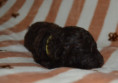 /album/pups-2026/pupmereltoni4-jpg/