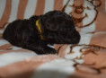 /album/pups-2026/pupmereltoni3-jpg/