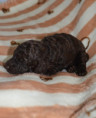 /album/pups-2026/pupmereltoni2-jpg/