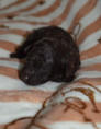/album/pups-2026/pupmereltoni1-jpg/